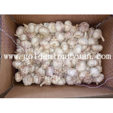 Normal White Garlic From Jinxiang Origin